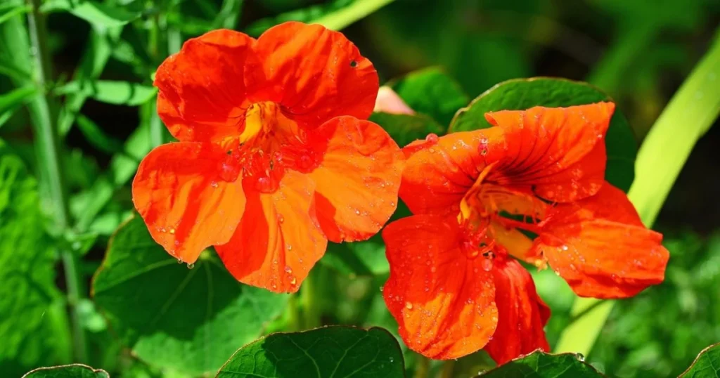 Two bright orange nasturtium blossoms with water droplets, and their green leaves.