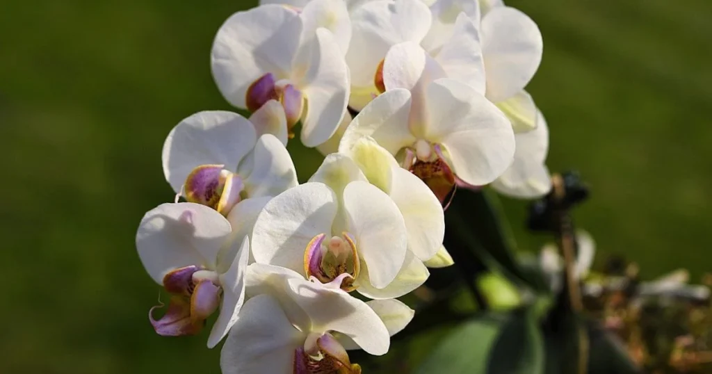 White orchid blossoms with purple and yellow centers against a blurred green background.