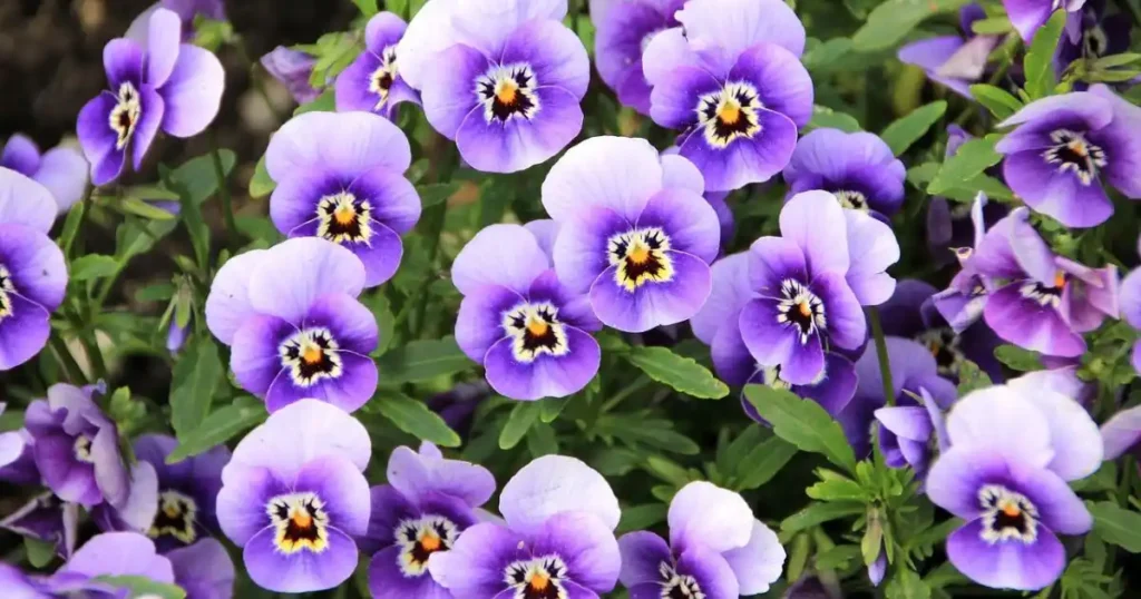 Purple and yellow pansies in a garden