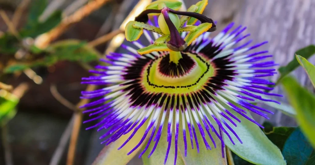 Close-up of a passion flower (Passiflora) showing its intricate purple and white corona filaments, yellow and green center, and green tendrils.