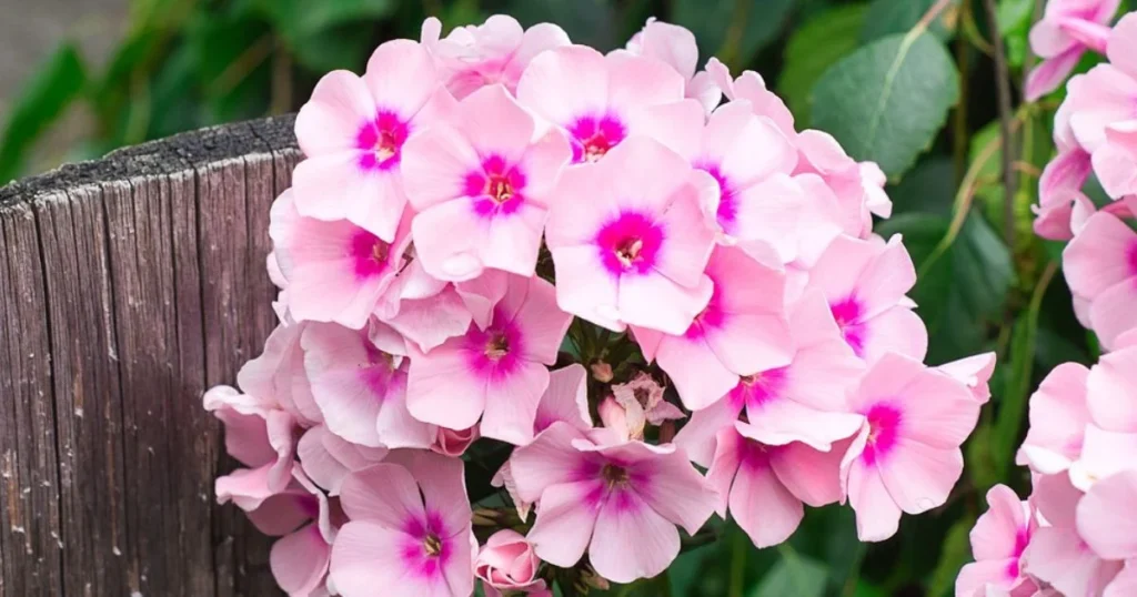phlox , A cluster of soft pink phlox flowers with darker pink centers blooms beside a weathered wooden post, with green foliage in the background.