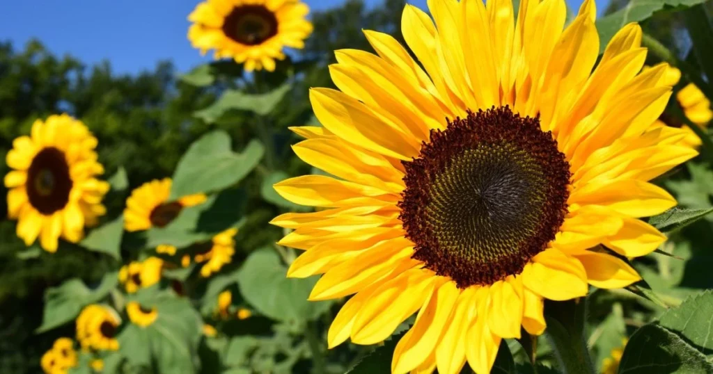 A large, bright yellow sunflower dominates the foreground, with other sunflowers blurred in the background against a clear blue sky.