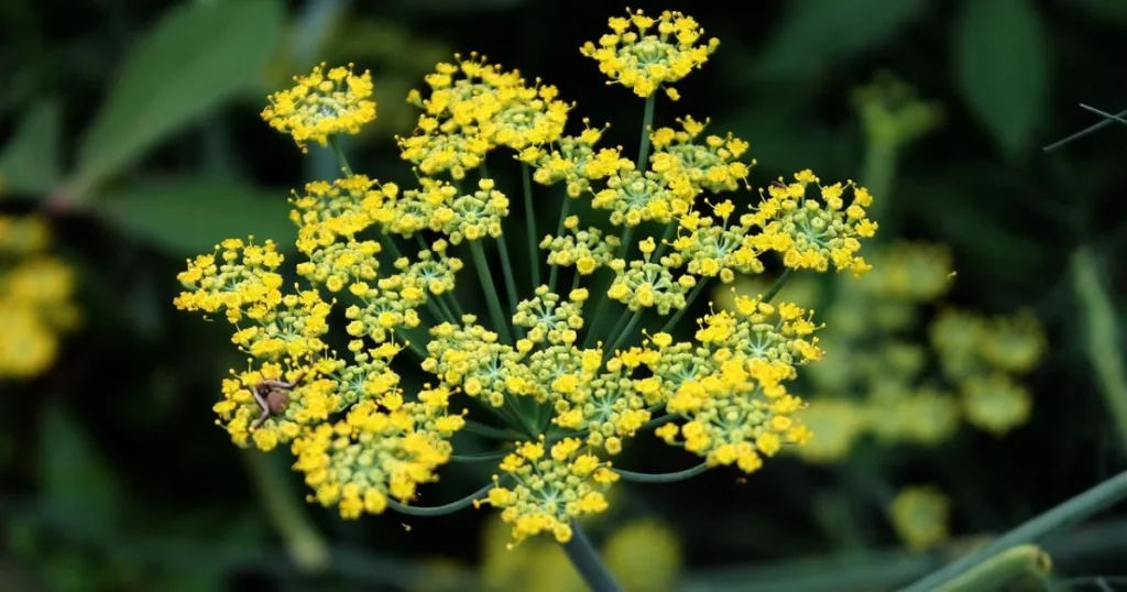 Close-up of a fennel plant in bloom, showing clusters of tiny yellow flowers against a blurred green background.