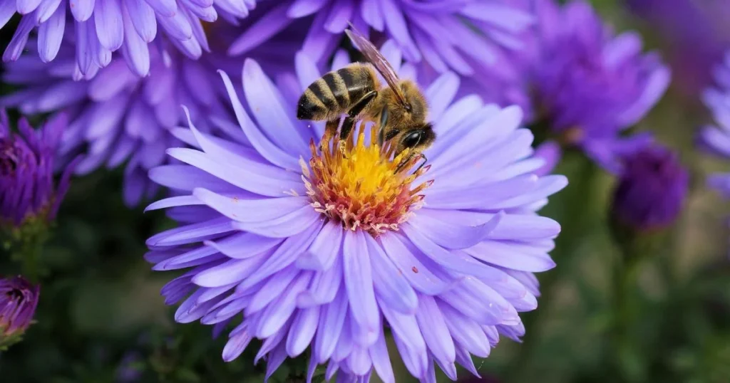 A bee collects pollen from the center of a purple aster flower. Other aster blossoms surround it.